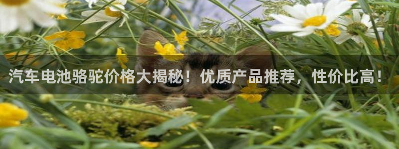 优发国际平台：汽车电池骆驼价格大揭秘！优质产品推荐，性价比高！